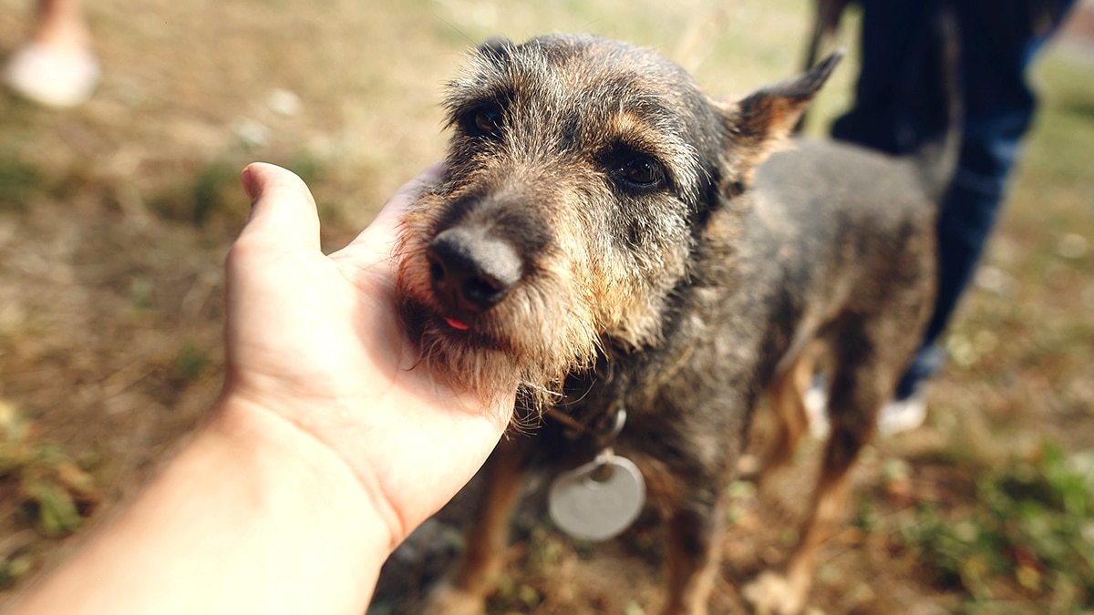 “C’est pas une fugue c’est un abandon” affirme une association après avoir récupéré un chien amaigri sans puce