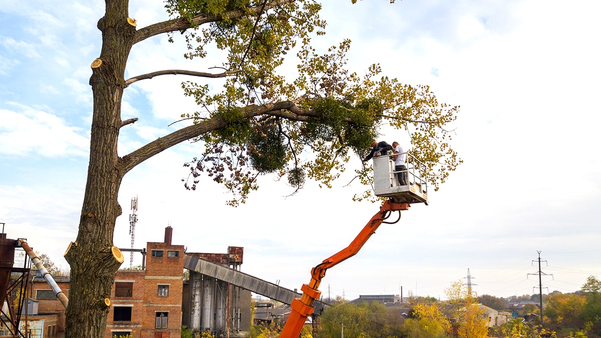 “C’était juste un nettoyage” dit un propriétaire avant l’amende pour coupage d’arbres protégés