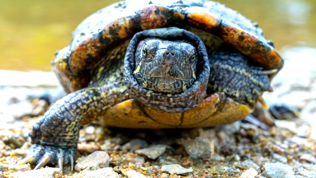 “On pensait qu’il s’en sortirait” réfléchissent des propriétaires après le décès d’une tortue abandonnée au soleil