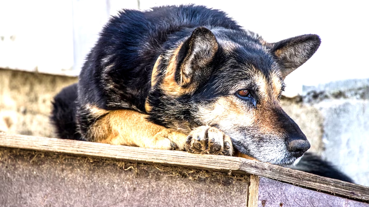 “On l’a laissé dehors le temps du week-end” reconnaît une famille partie au bord de mer en laissant le chien sans abri