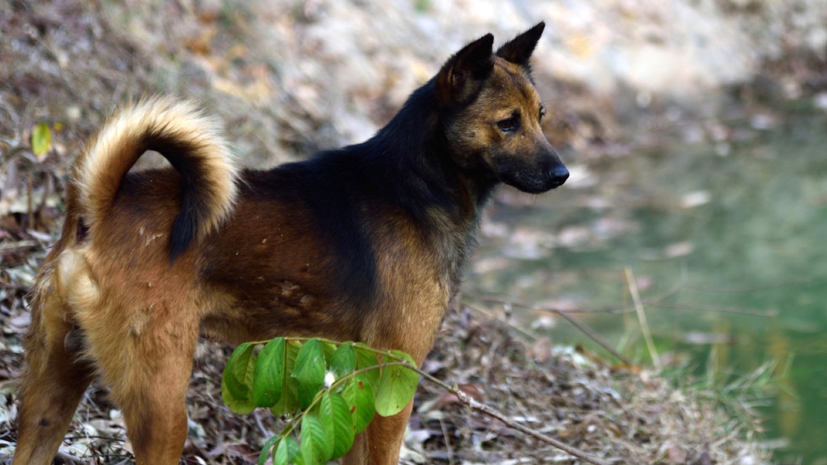 “C’était qu’un chien de ferme” explique le propriétaire après que son chien ait été retrouvé affamé et blessé