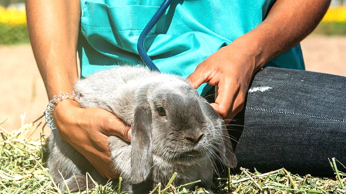 “Elle n’a pas survécu à la chaleur” confie une vétérinaire après la mort d’une lapine enfermée dans une véranda sans ventilation