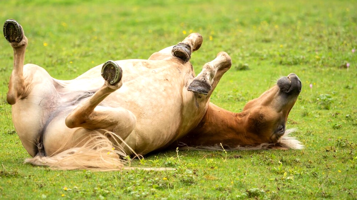 “C’était pour que le cheval respire dehors” dit un exploitant agricole après contrôle vétérinaire