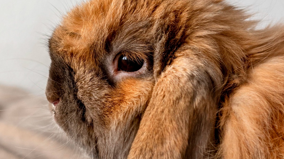 “C’est pas qu’une négligence c’est de la maltraitance” tranche la SPA après la mort d’un lapin dans un abri en plastique fermé