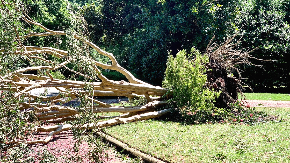 “Je croyais que c’était à l’assurance de payer” dit ce voisin après une chute d’arbre non élagué