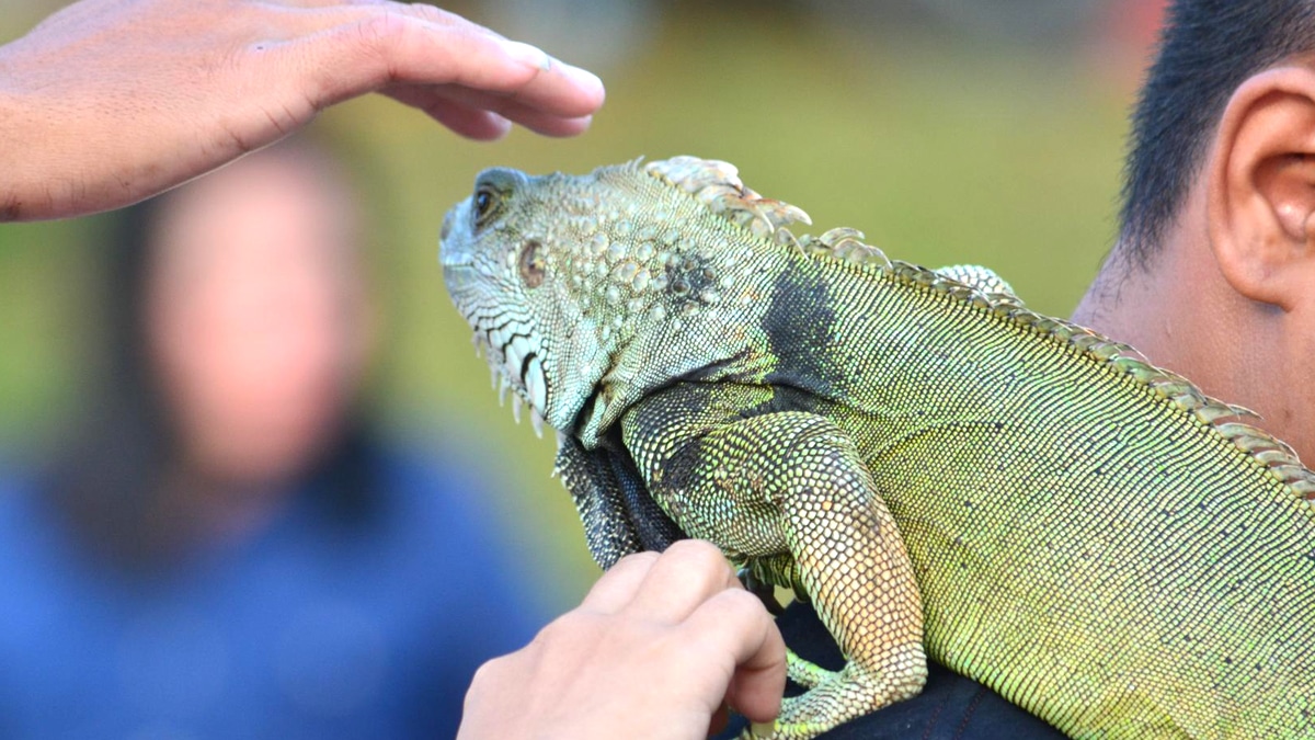“Le frigo était plus frais que la pièce” ironise un pompier après avoir secouru un iguane laissé dans une cuisine surchauffée