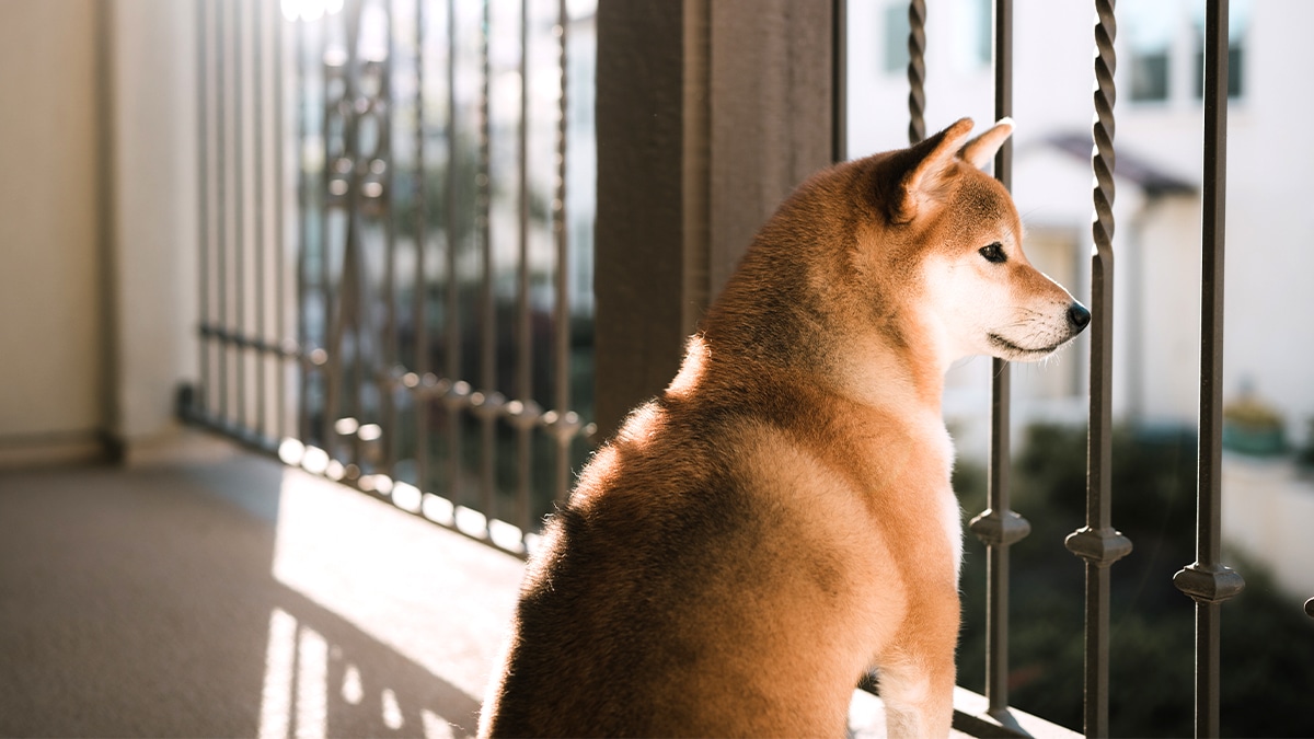 “Elle survivait grâce aux gouttes de condensation” explique une association après avoir sauvé une chienne abandonnée sur un balcon