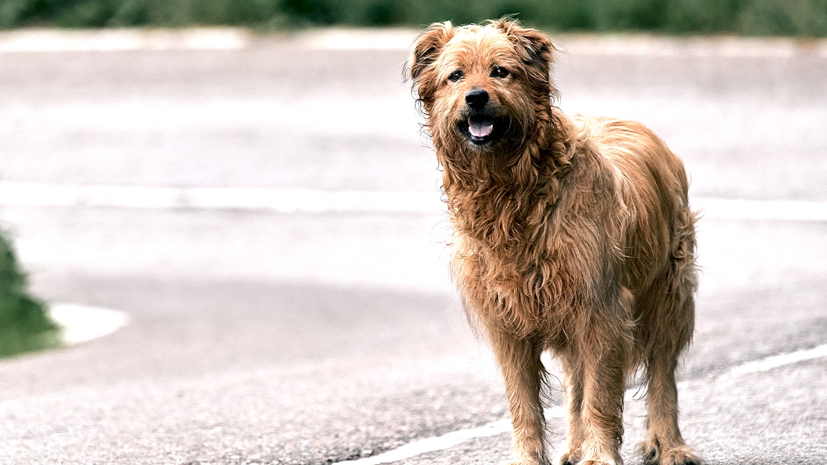 “Elle a marché jusqu’au village” raconte un habitant après qu’une chienne ait échappé à son abandon sur une aire d’autoroute