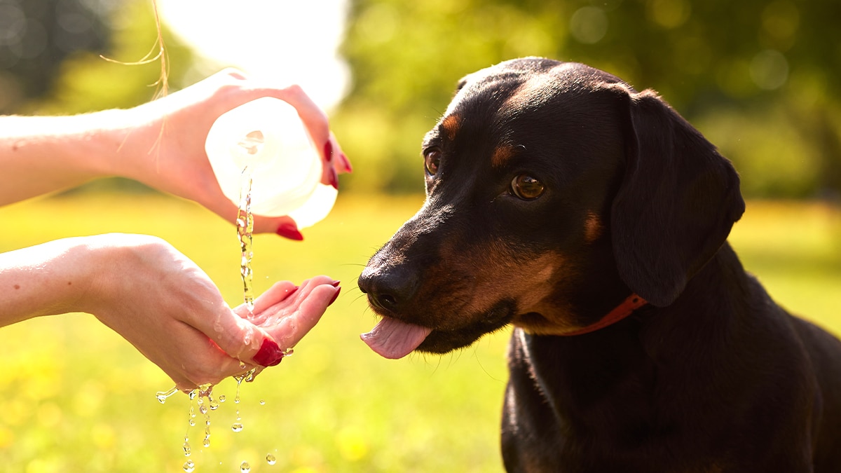 “Il a failli y passer à cause d’une fausse économie” alerte un vétérinaire après l’ingestion d’un glaçon contaminé par un chien