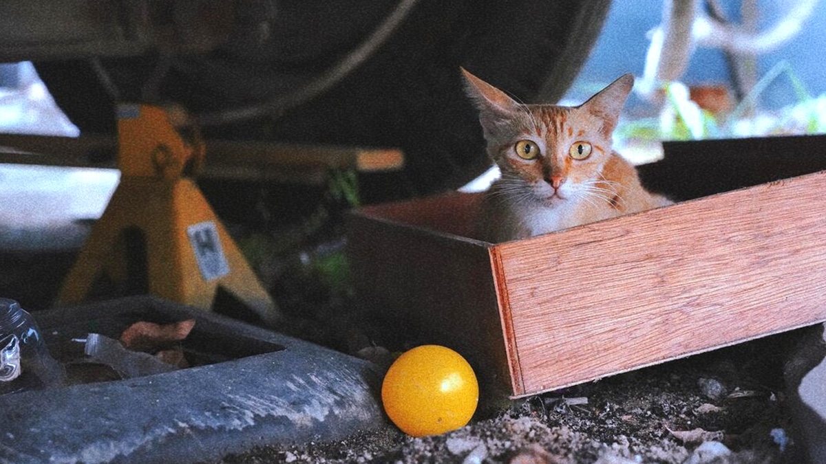 “On pensait que ça irait” explique une famille ayant laissé un chat dans un garage sans aération pendant 5 jours