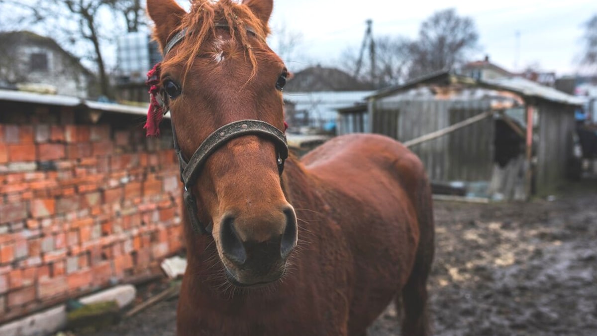 “On croyait que ça passait” racontent des voisins après abandon d’un cheval sous abri non déclaré
