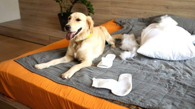 “On pensait que c’était un ami” expliquent des voisins ayant laissé errer un chien pendant 2 semaines