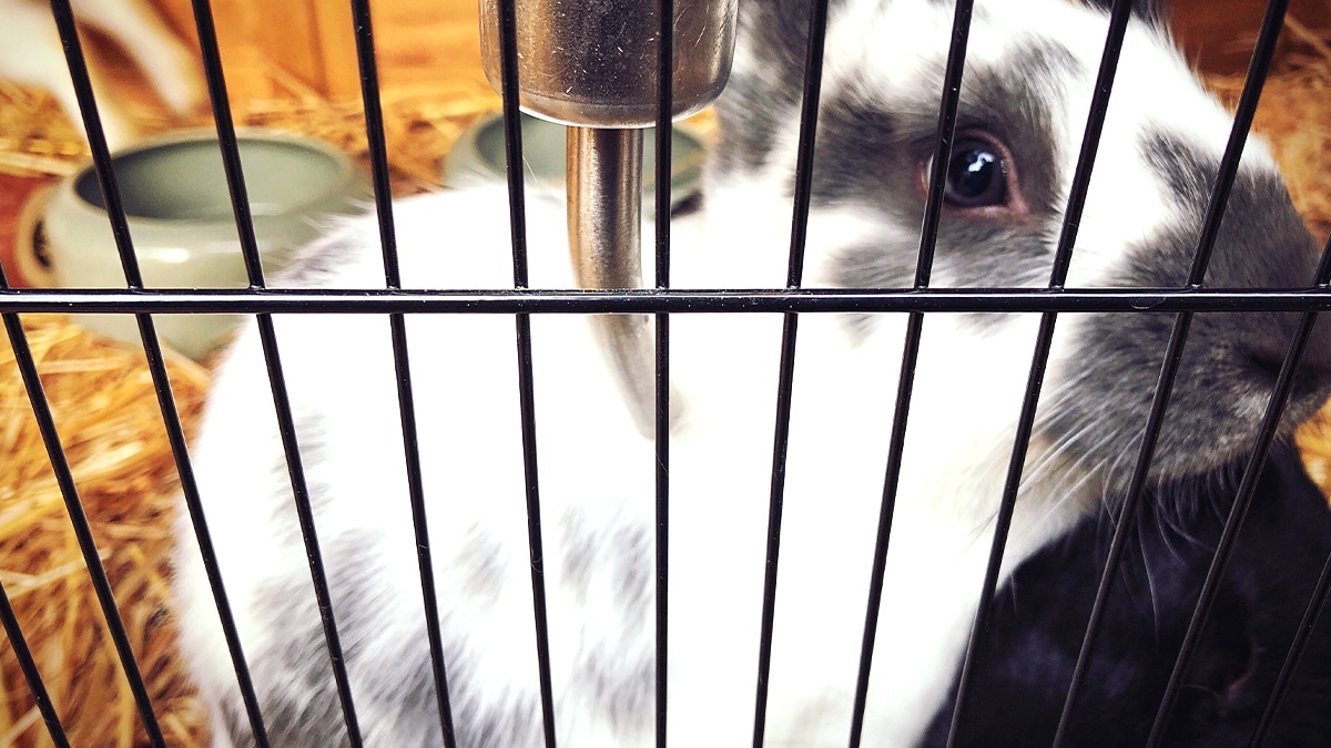 “Il avait mis un mot sur la porte” ironise une bénévole en découvrant trois lapins enfermés dans une cage sans eau