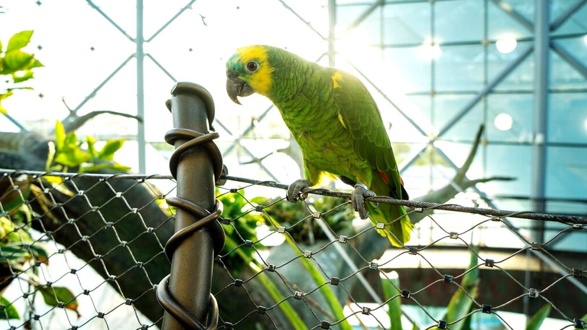 “C’était juste pour le week-end” défend une famille qui avait laissé un perroquet dans une serre fermée