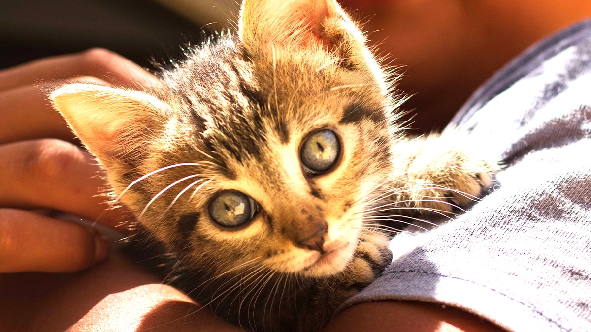 “On a vu la fenêtre entrouverte” rapportent des témoins après un signalement de chaton enfermé pendant quatre jours