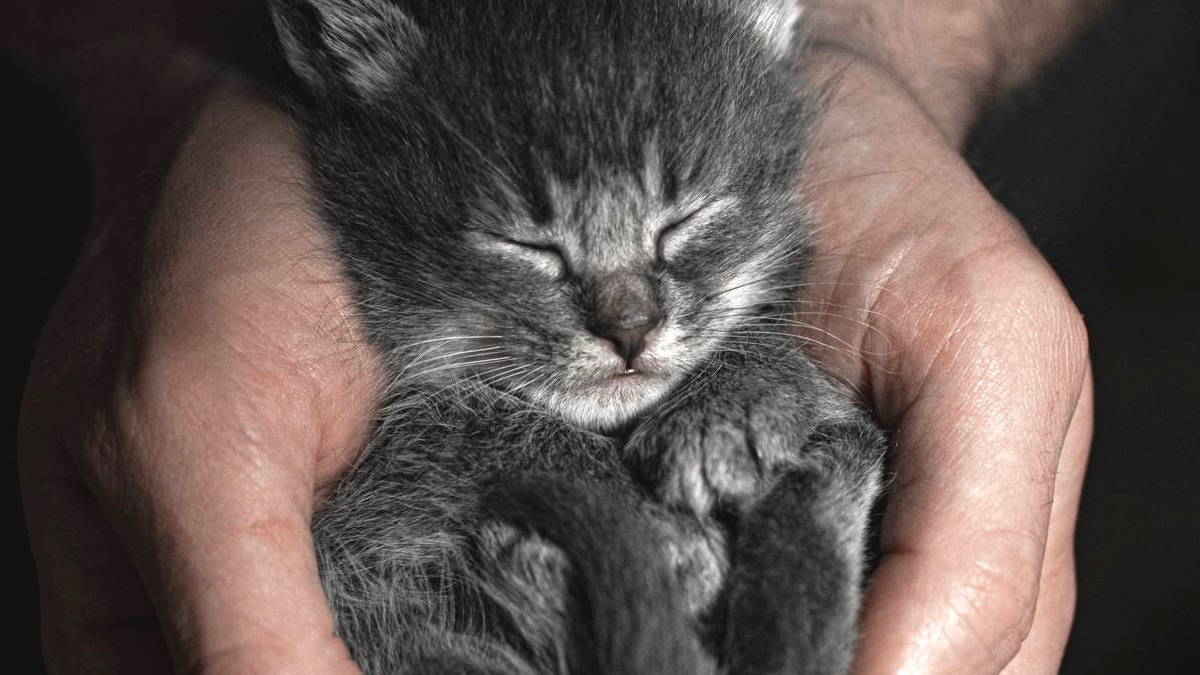 “On est pas responsables de tout le monde” répond un voisin après le décès d’un chaton coincé sur une terrasse bétonnée