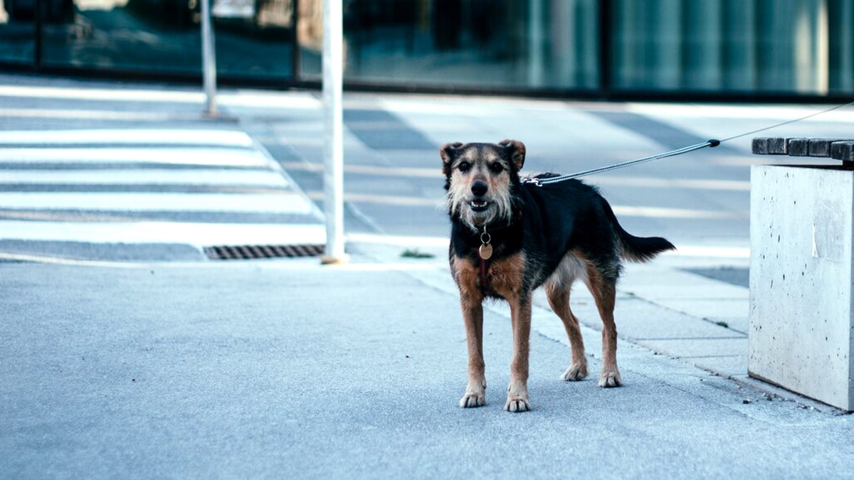 “On croyait que c’était un chien de passage” racontent des voisins avant la découverte d’un microchip illégal