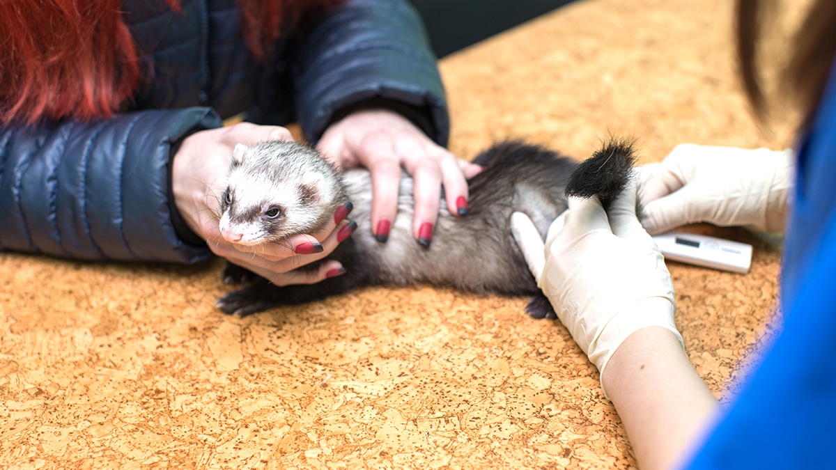 “On a trouvé le corps déshydraté sous le lit” explique un soigneur après la disparition d’un furet laissé seul en appartement