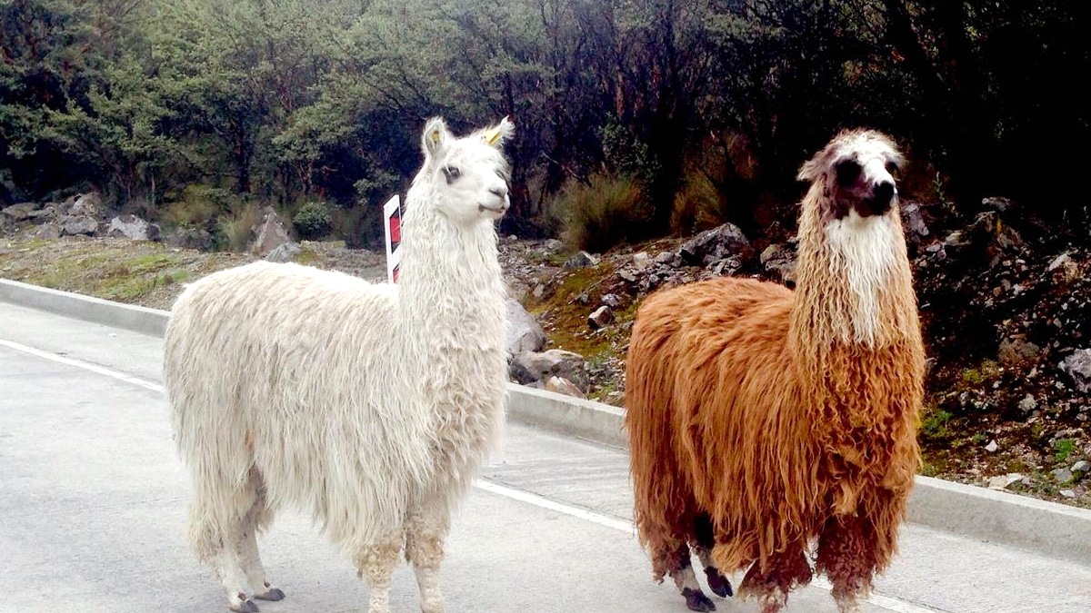 “On pensait que c’était une blague” disent des vacanciers ayant laissé errer un lama devant un hôtel