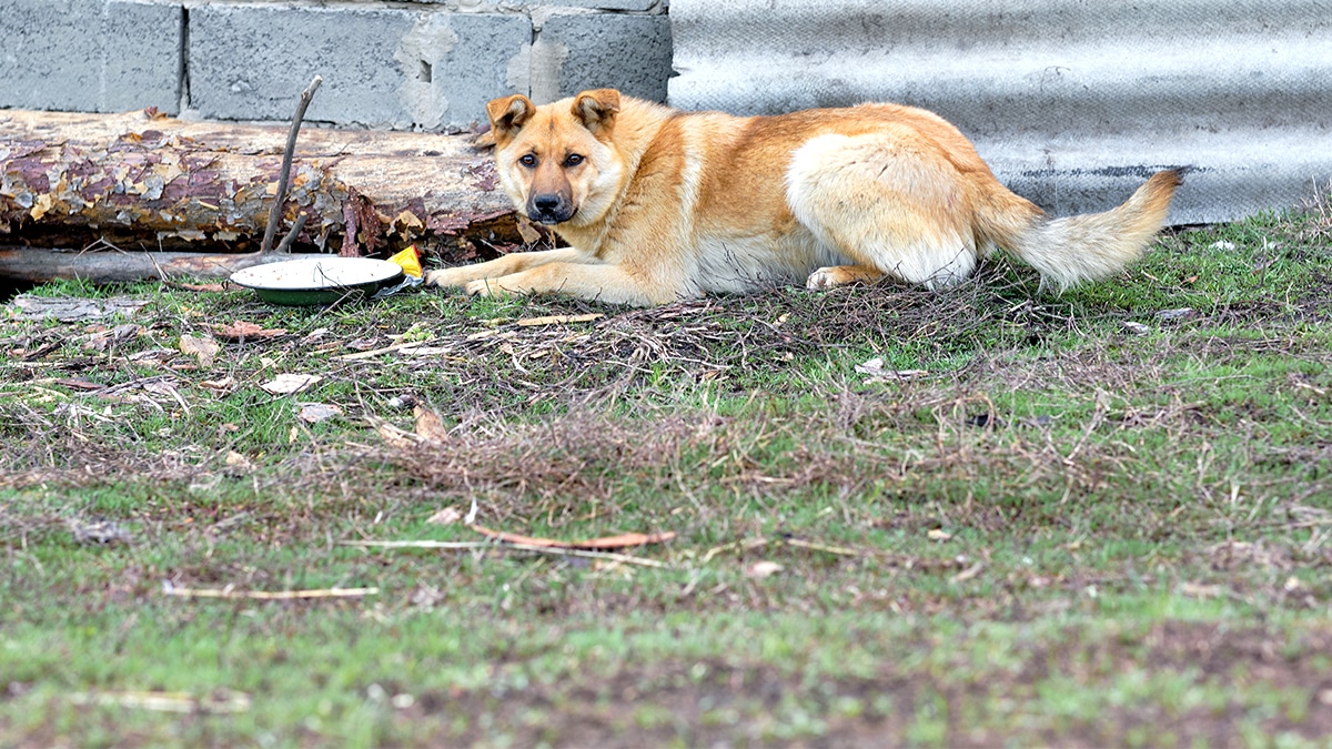 “Elle prenait trop de place dans la voiture” reconnaît ce père ayant abandonné sa chienne en bord de route à deux jours du départ : l’excuse qui scandalise en pleine vague d’abandons estivaux