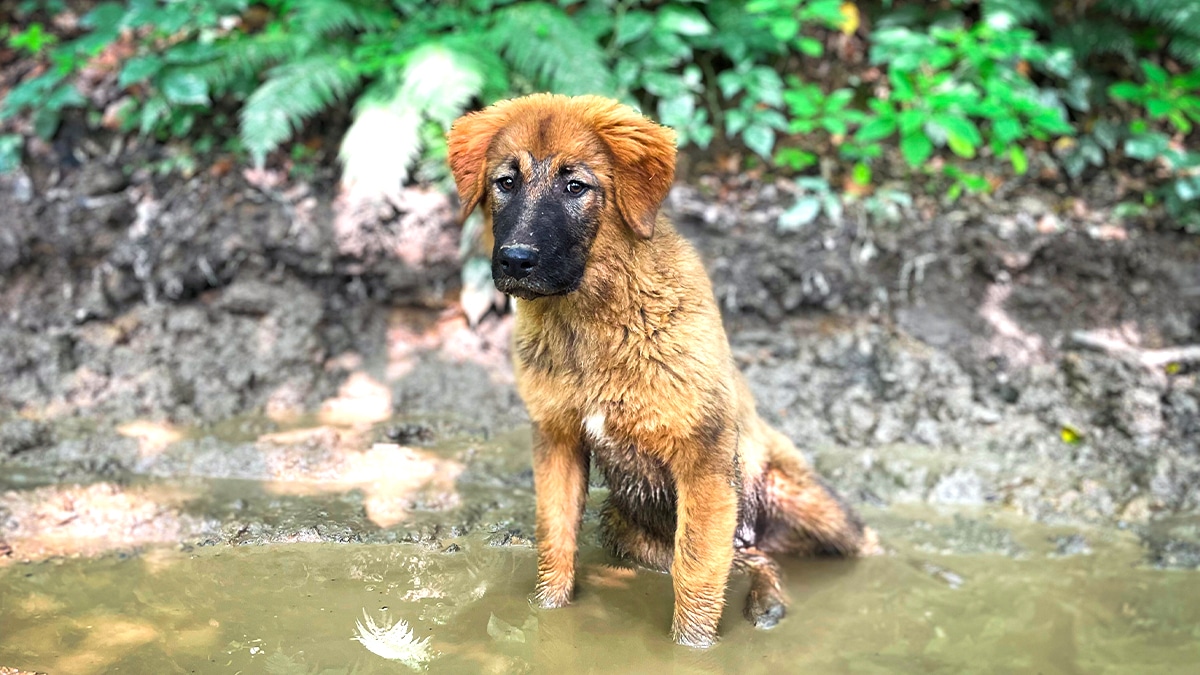 “On n’a pas eu le courage de le confier à un refuge” reconnaît ce retraité après avoir abandonné sa chienne en bord de rivière, selon les bénévoles qui l’ont retrouvée affaiblie mais encore vivante quelques heures plus tard