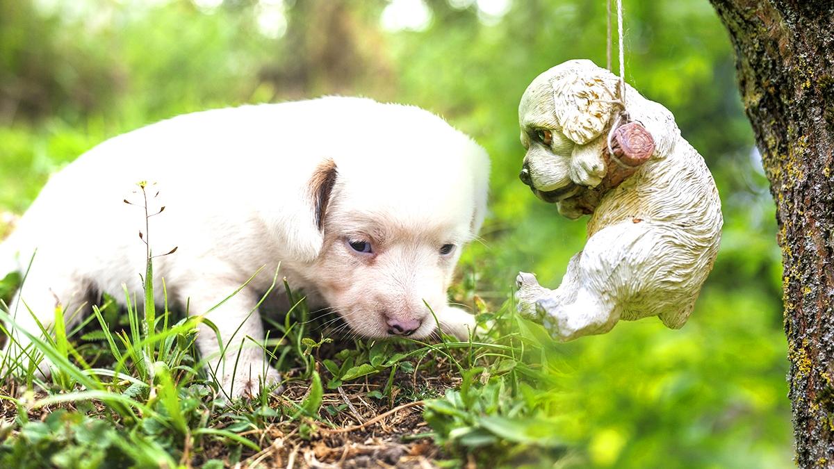 “C’est pas un jouet qu’on jette au bord d’un chemin” s’indigne un campeur après la découverte d’un chiot attaché à un arbre sans eau ni abri à seulement quelques mètres d’un camping selon les bénévoles intervenus sur place