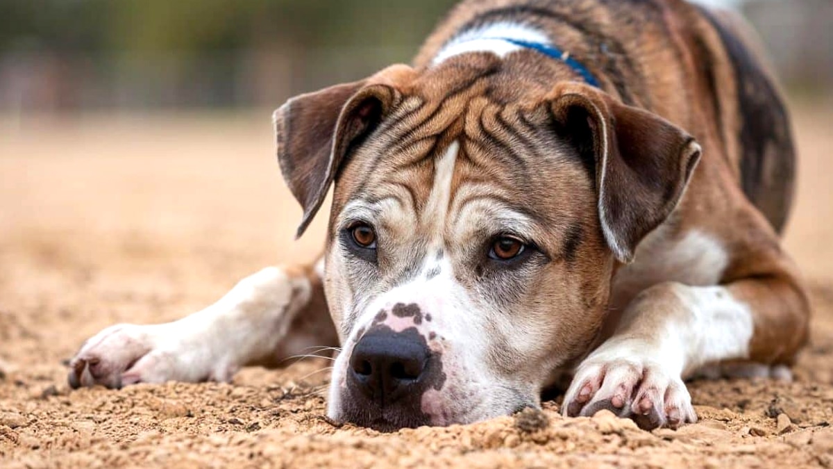 “Les refuges sont pleins, les chiens dorment dehors sous 38 degrés” : la canicule rend l’été insoutenable pour les animaux abandonnés