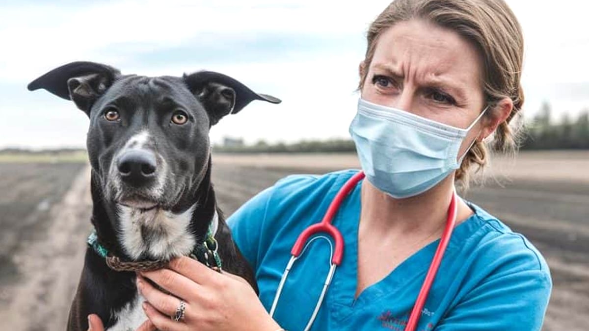 “Ce n’est pas une décision, c’est un crime” s’indigne une vétérinaire après avoir récupéré trois chiens gravement brûlés aux pattes par le bitume surchauffé selon elle laissés dehors en pleine canicule sans aucune protection