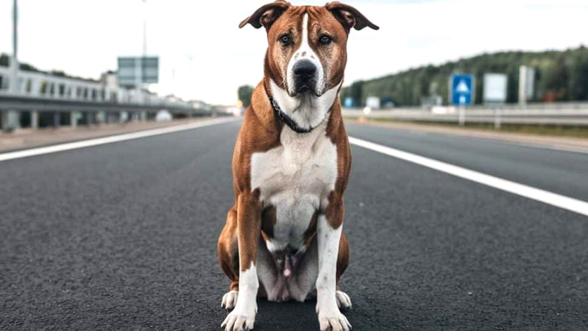“Il a pleuré pendant deux jours sans manger” : le traumatisme d’un chien laissé sur une aire d’autoroute par ses maîtres