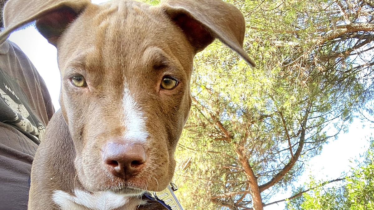“Les gens prennent un chien comme une clim : ils le rendent quand ça chauffe” : propos chocs d’un bénévole épuisé par l’été
