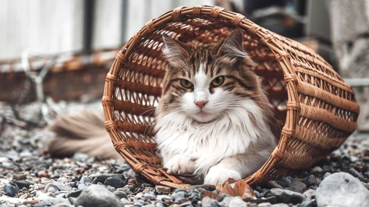 “Il a creusé pour se protéger du soleil, mais il n’a pas survécu” : un chat abandonné meurt de chaud pendant les vacances