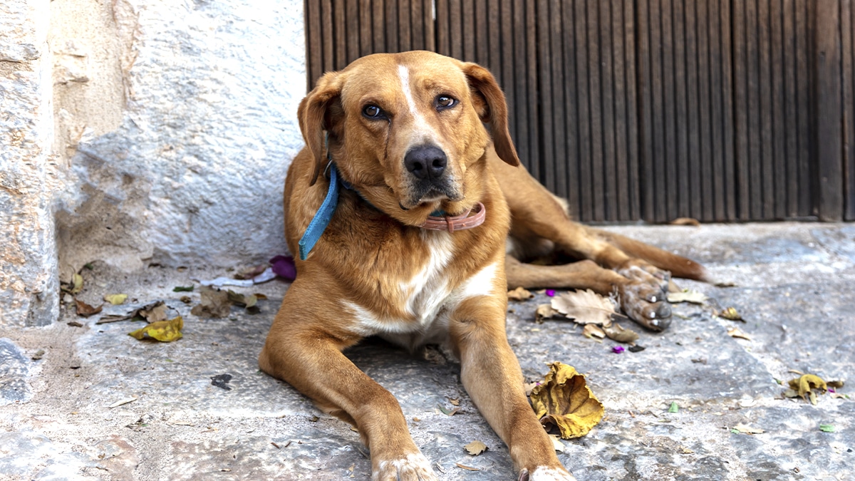 “Ils sont partis à Ibiza, on a trouvé le chien deux semaines plus tard dans la maison vide” raconte un agent de la SPA face à une nouvelle vague d’abandons d’été jugée dramatique par les associations de protection animale