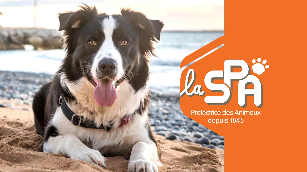 “On n’abandonne pas un chien pour un mojito à la plage” : le cri du cœur des bénévoles de la SPA