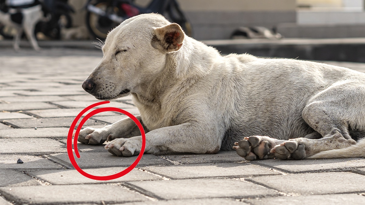 “Ce chien a été retrouvé avec ses pattes collées au goudron fondu” : la canicule amplifie la souffrance des animaux abandonnés