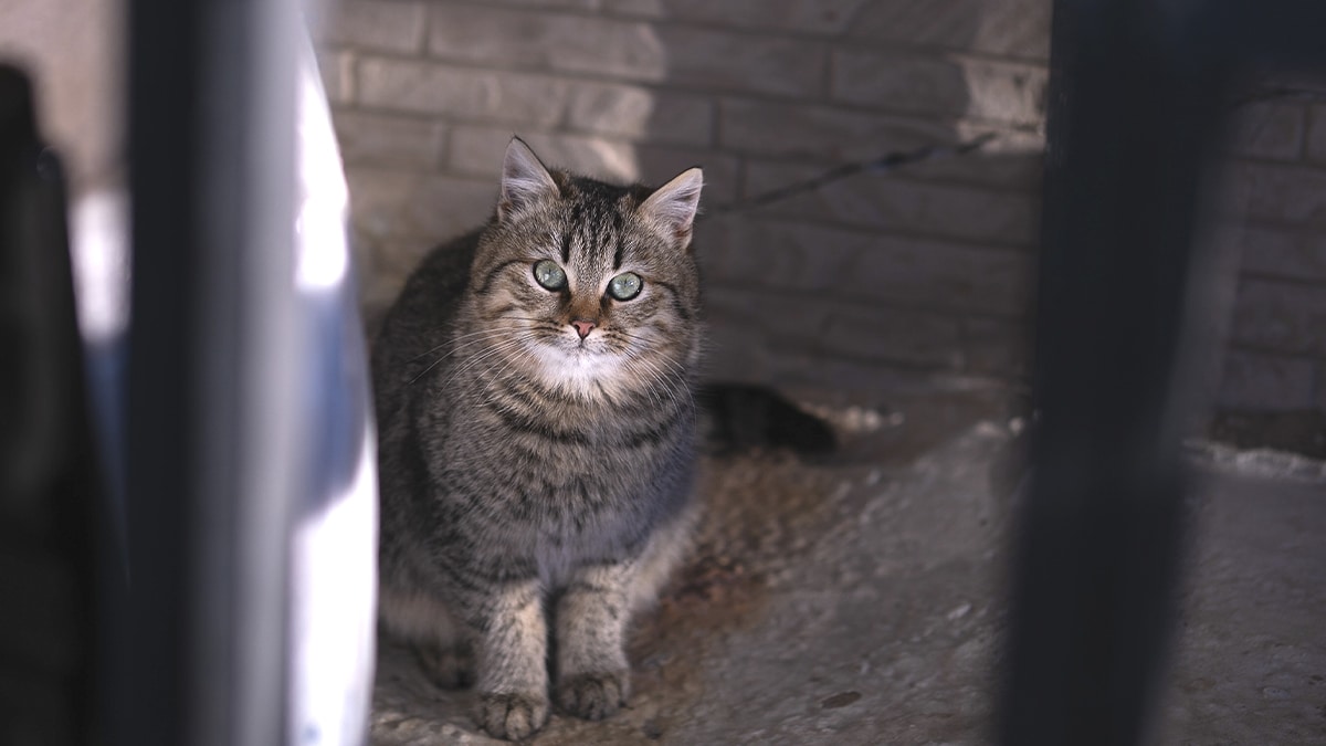 “Ils ont enfermé le chat dans une cave avec un bol d’eau et sont partis trois semaines” : témoignage glaçant d’un voisin