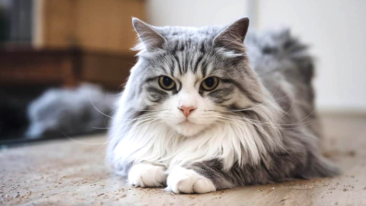 “Elle m’a dit qu’elle pensait que les chats pouvaient se débrouiller seuls” : une vétérinaire alerte sur les idées fausses dramatiques