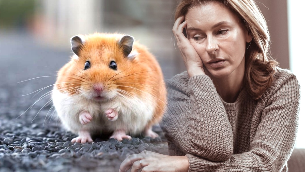 “Elle a dit que son hamster n’allait pas supporter la route” : même les petits animaux sont abandonnés par dizaines cet été