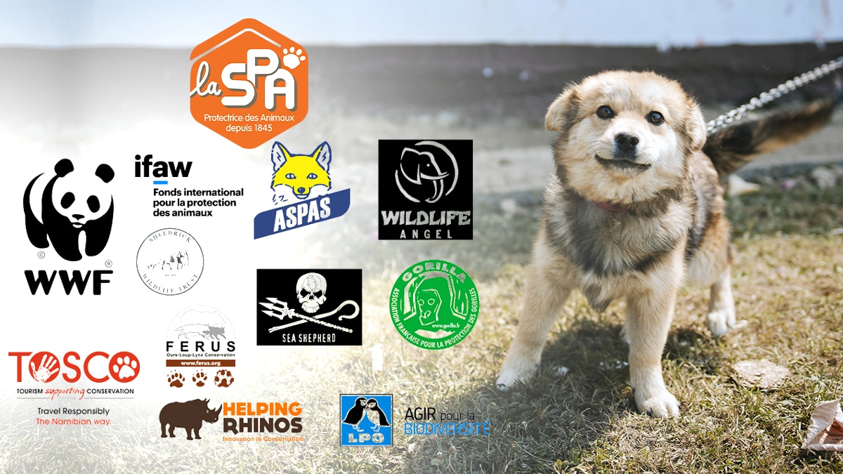 “Chaque été on supplie, chaque été on échoue” : les associations animales à bout de souffle sous 40 degrés