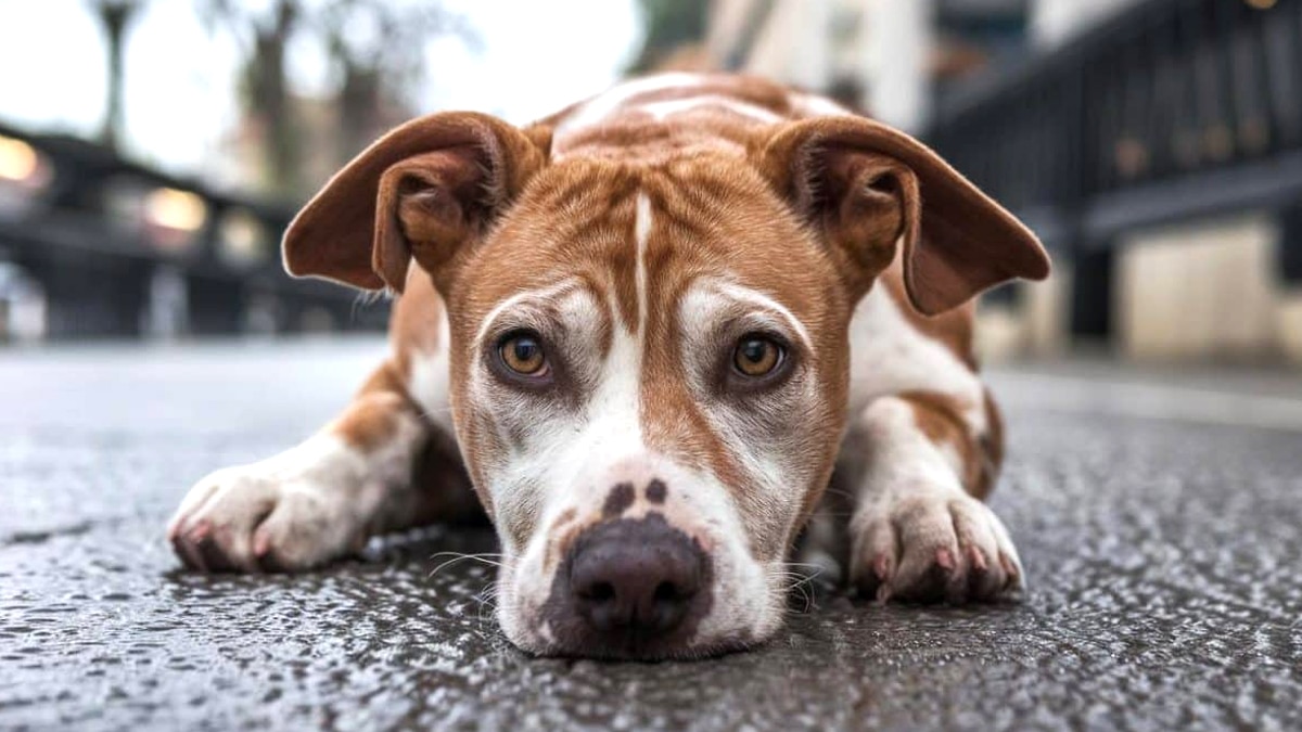 “Ils nous appellent en pleurant, mais ils ont déjà jeté l’animal sur le trottoir” : les associations dénoncent une vague d’appels glaçants en pleine période d’abandons