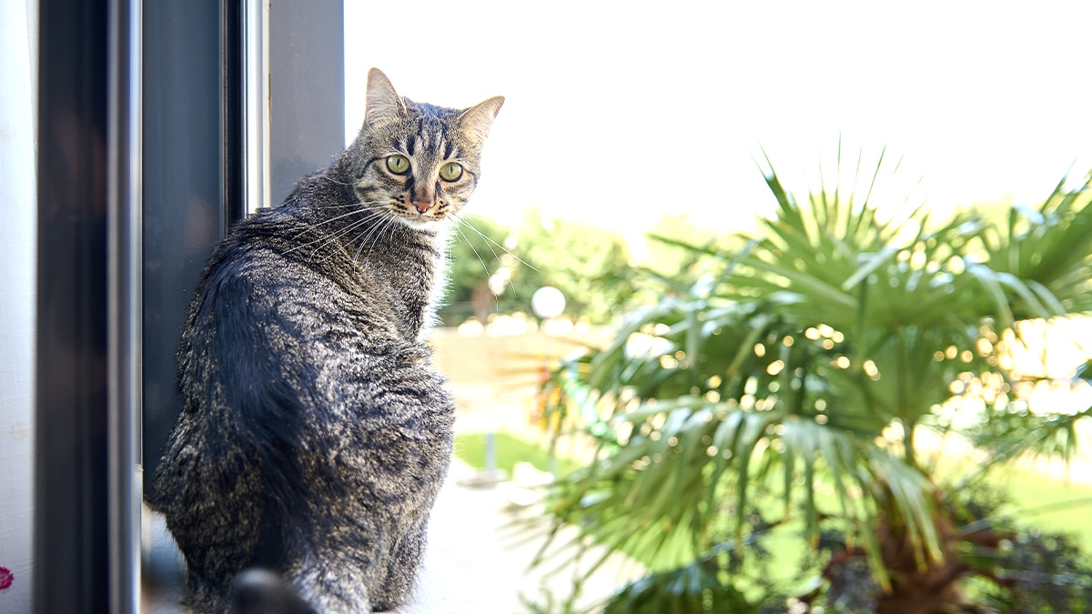 “Ils sont revenus chercher leur valise mais pas leur chat” : le personnel d’hôtel choqué par un abandon volontaire en pleine canicule