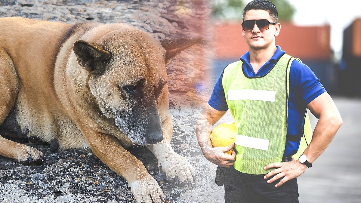 “Quand j’ai ouvert le coffre, il était là depuis des heures… vivant, mais à peine” : un agent de douane raconte une scène insoutenable