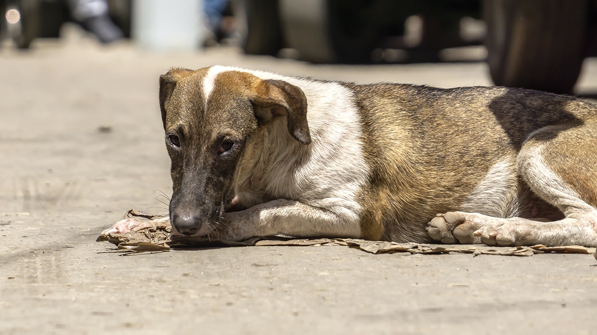 “J’ai vu un chien sauter d’un coffre au feu rouge” : les abandons deviennent brutaux, visibles, banalisés
