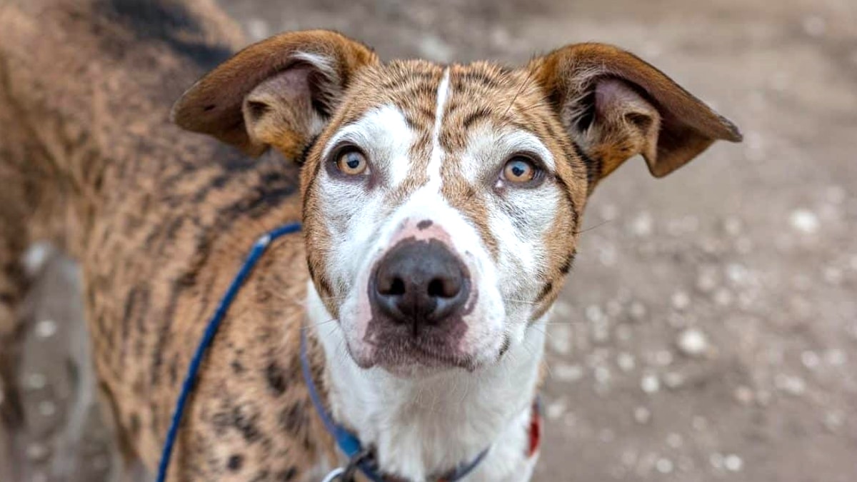 “Chaque voiture qui s’arrête, il pense que c’est eux qui reviennent” : témoignage d’un refuge sur l’attente déchirante des animaux laissés là