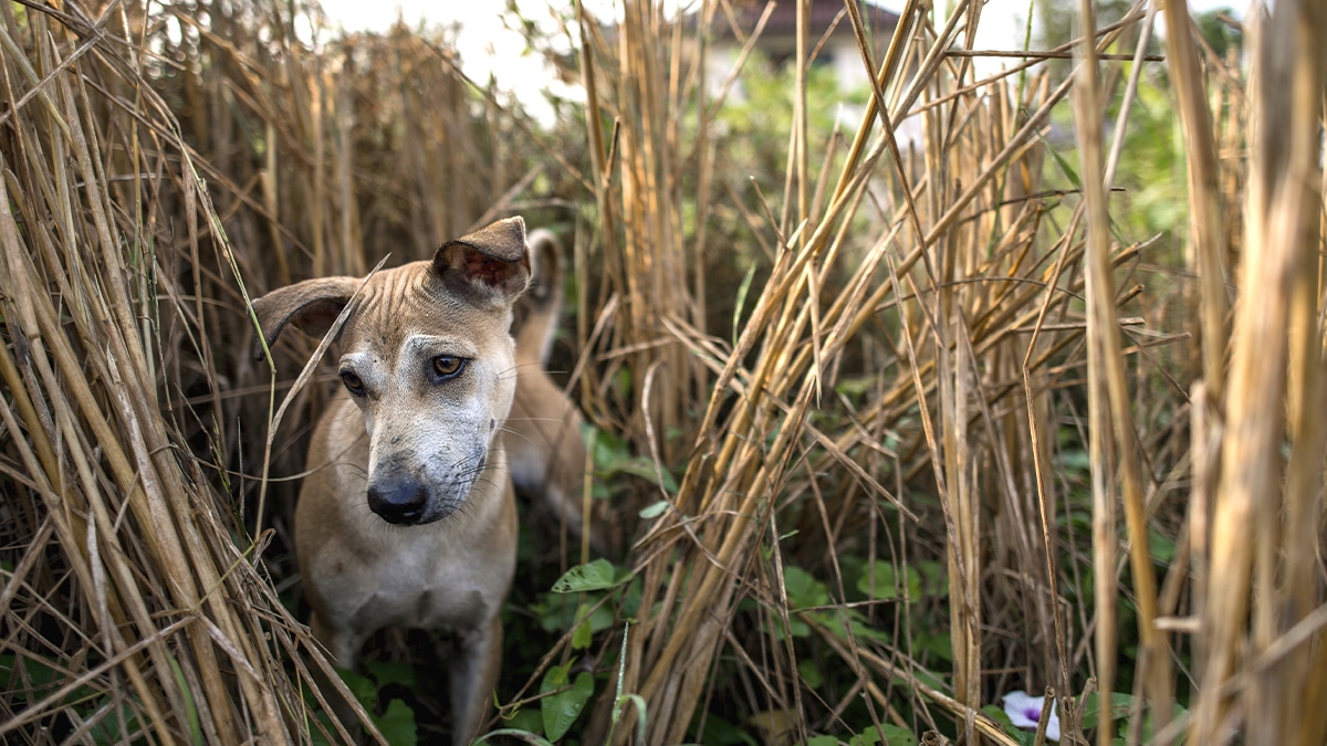 “Ils lui ont mis une pancarte autour du cou avec écrit ‘je suis trop vieux’” : le cynisme des abandons d’animaux âgés en plein été 2025