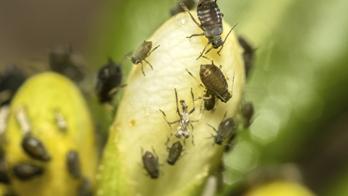 “J’ai mis toutes mes plantes dehors pendant une semaine, c’est radical mais on a enfin éliminé les moucherons” raconte cette passionnée de jardinage en intérieur