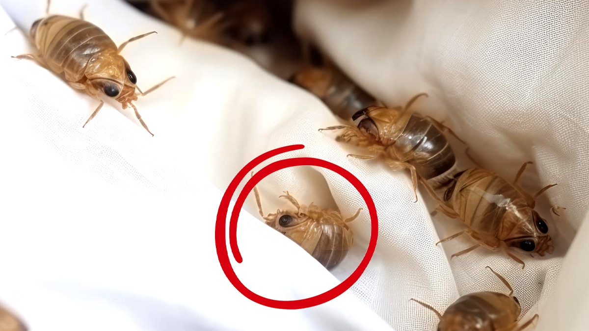 “On a tout passé à la vapeur, c’est physique mais on n’a plus de puces” affirme ce propriétaire de chien qui refuse catégoriquement les colliers chimiques malgré l’infestation