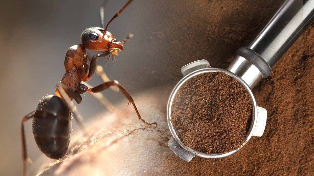 “J’ai mis du marc de café dans tous les recoins, c’est salissant mais on n’a plus une seule fourmi” affirme cette retraitée qui voulait éviter les insecticides