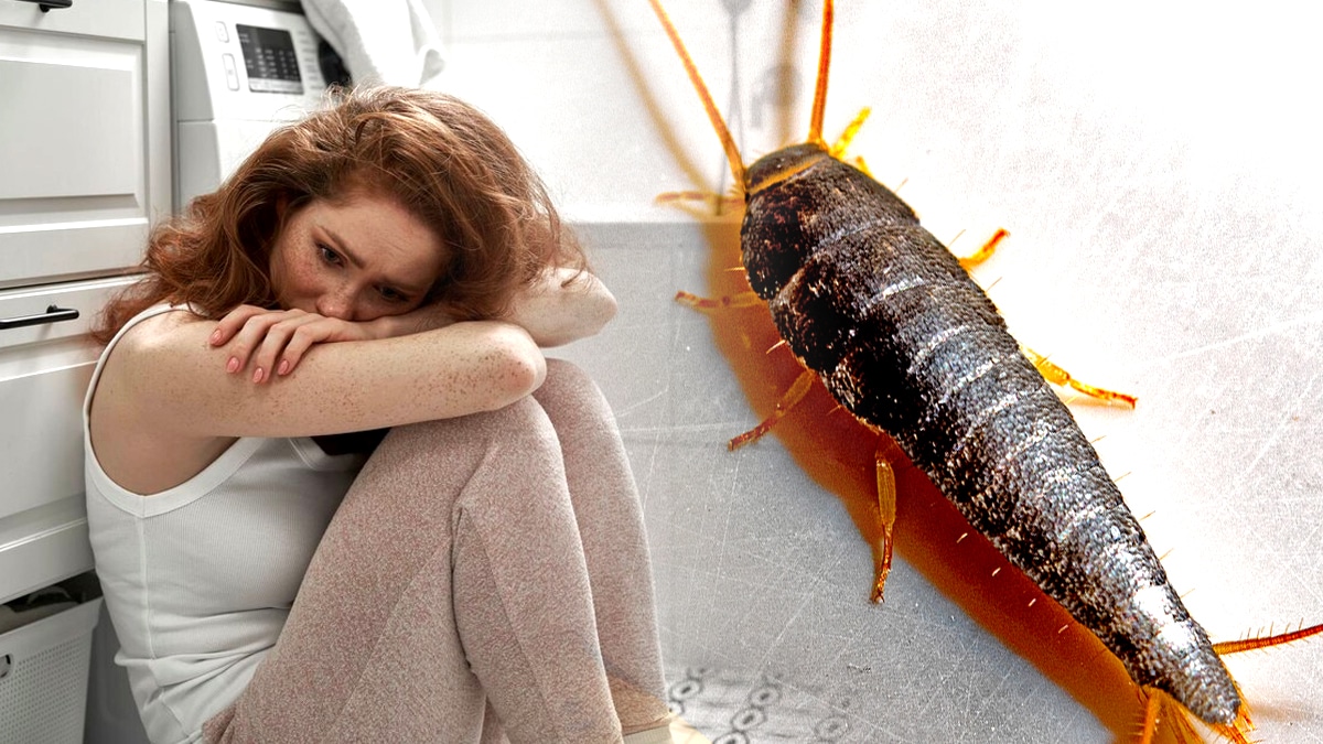 “J’ai tout scotché hermétiquement dans la salle de bain, c’est extrême mais j’ai enfin tué les poissons d’argent” raconte cette femme qui refuse les produits chimiques