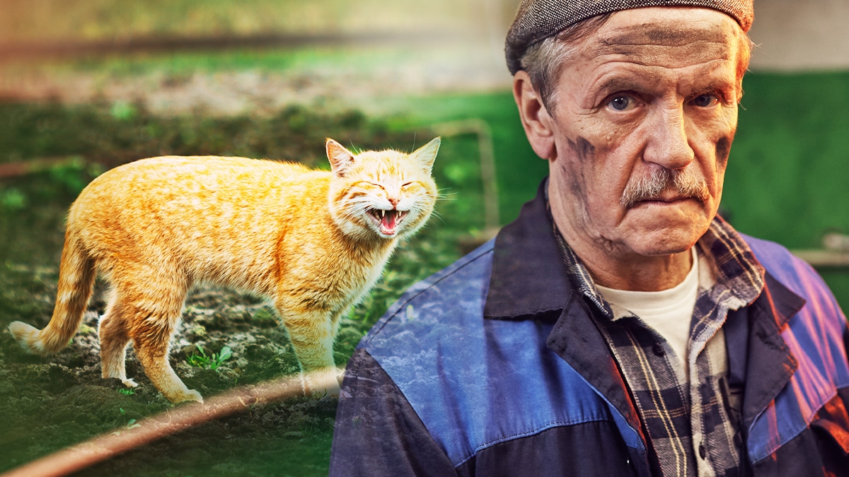 Cet agriculteur a décidé de se débarrasser de sa chatte de ferme vieillissante “elle ne servait plus à rien, elle n’attrapait même plus les souris” dit-il, justifiant l’avoir abandonnée à 30 km “parce qu’elle coûtait encore des croquettes pour rien”
