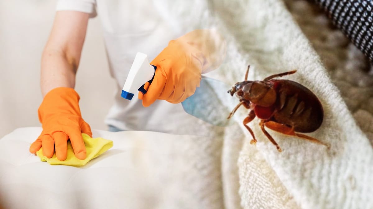 “Je n’y croyais pas une seconde” avoue cette locataire qui affirme avoir éliminé toutes les punaises de lit en une seule nuit grâce à une méthode maison simple, sans produits chimiques ni intervention professionnelle